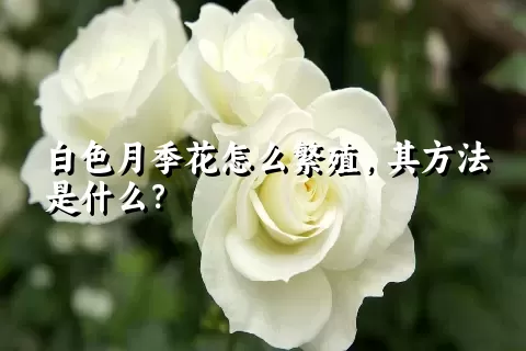 白色月季花怎么繁殖，其方法是什么？