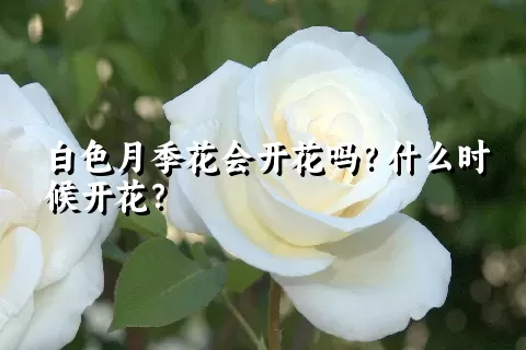 白色月季花会开花吗？什么时候开花？