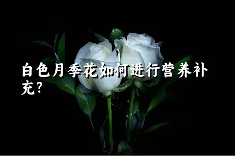 白色月季花如何进行营养补充？