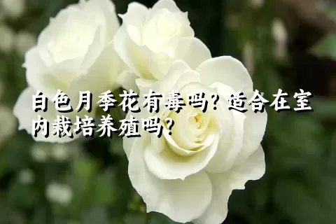 白色月季花有毒吗？适合在室内栽培养殖吗？