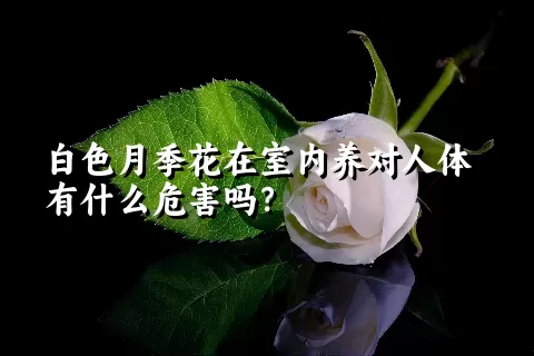 白色月季花在室内养对人体有什么危害吗？