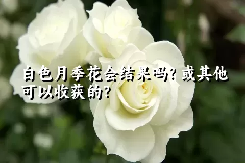 白色月季花会结果吗？或其他可以收获的？