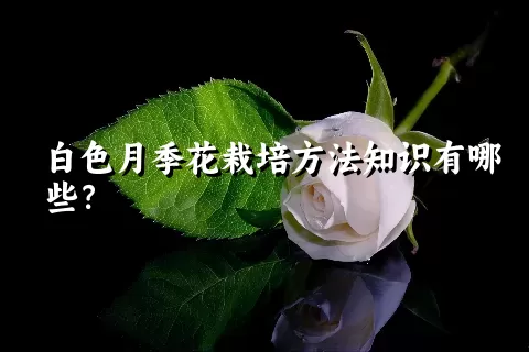 白色月季花栽培方法知识有哪些？