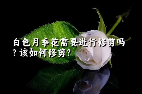 白色月季花需要进行修剪吗？该如何修剪？