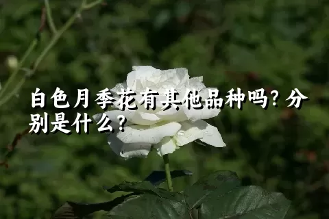 白色月季花有其他品种吗？分别是什么？