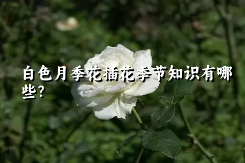 白色月季花插花季节知识有哪些？