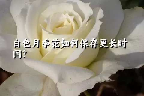 白色月季花如何保存更长时间？