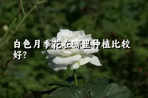 白色月季花在哪里种植比较好？