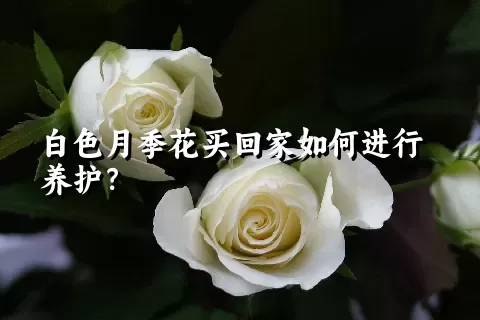 白色月季花买回家如何进行养护？