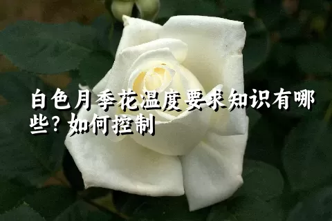 白色月季花温度要求知识有哪些？如何控制