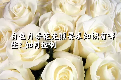 白色月季花光照要求知识有哪些？如何控制