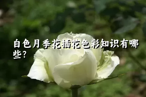 白色月季花插花色彩知识有哪些？