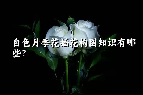 白色月季花插花构图知识有哪些？