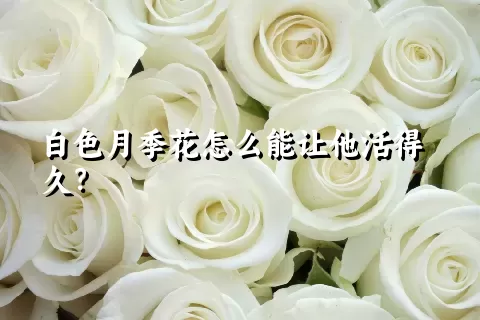 白色月季花怎么能让他活得久？