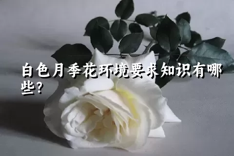 白色月季花环境要求知识有哪些？