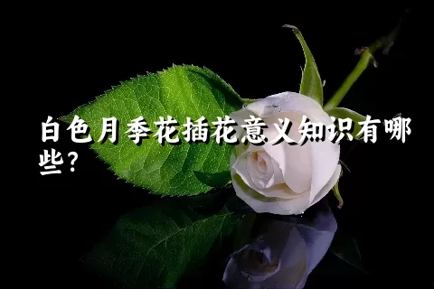 白色月季花插花意义知识有哪些？