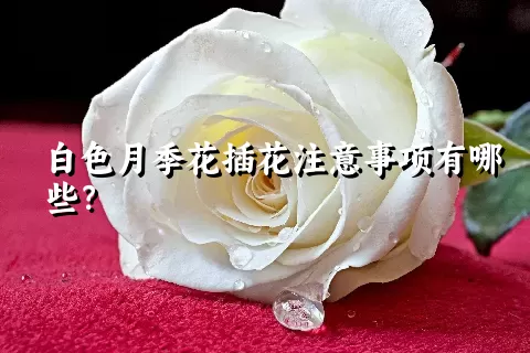 白色月季花插花注意事项有哪些？