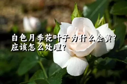 白色月季花叶子为什么会黄？应该怎么处理？