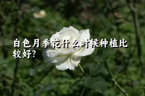 白色月季花什么时候种植比较好？