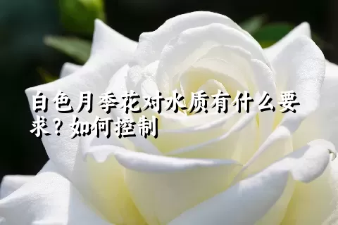 白色月季花对水质有什么要求？如何控制