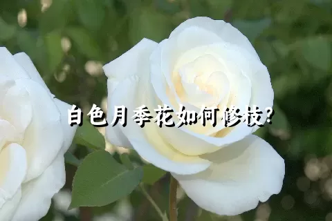 白色月季花如何修枝？