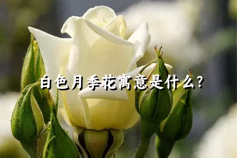 白色月季花寓意是什么？