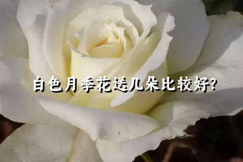 白色月季花送几朵比较好？