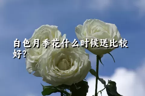 白色月季花什么时候送比较好？