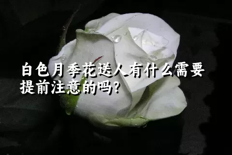 白色月季花送人有什么需要提前注意的吗？