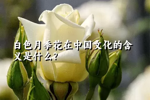 白色月季花在中国文化的含义是什么？