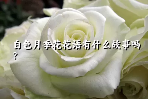 白色月季花花语有什么故事吗？