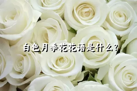 白色月季花花语是什么？