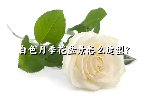 白色月季花盆景怎么造型？