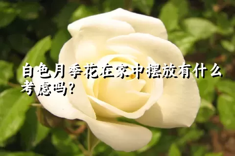 白色月季花在家中摆放有什么考虑吗？