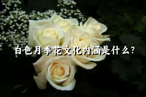 白色月季花文化内涵是什么？