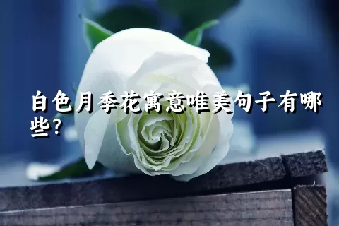 白色月季花寓意唯美句子有哪些？