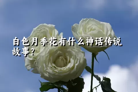 白色月季花有什么神话传说故事？