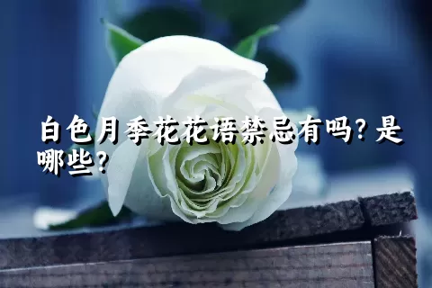 白色月季花花语禁忌有吗？是哪些？