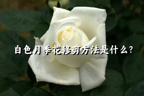 白色月季花修剪方法是什么？