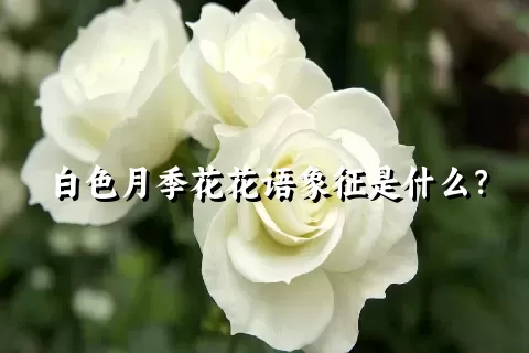 白色月季花花语象征是什么？