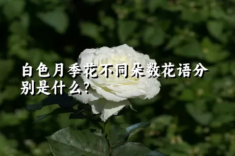 白色月季花不同朵数花语分别是什么？