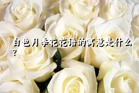 白色月季花花语的寓意是什么？