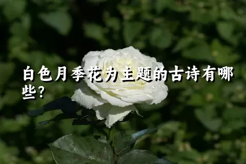 白色月季花为主题的古诗有哪些？