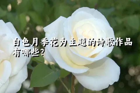 白色月季花为主题的诗歌作品有哪些？