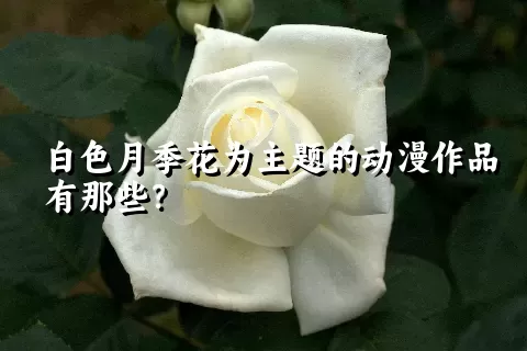 白色月季花为主题的动漫作品有那些？