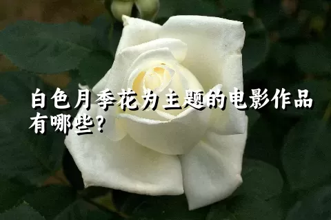 白色月季花为主题的电影作品有哪些？