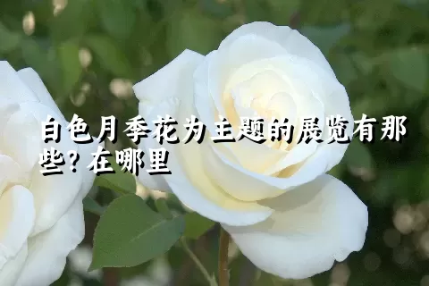 白色月季花为主题的展览有那些？在哪里