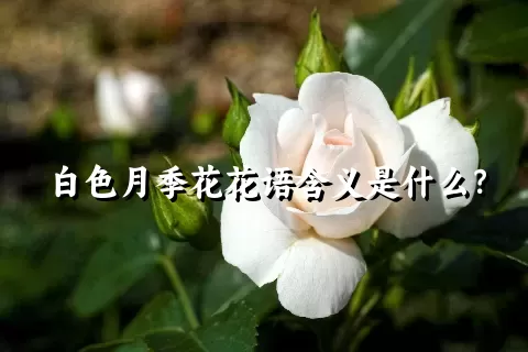 白色月季花花语含义是什么？