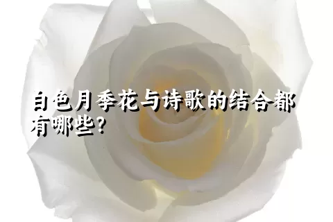 白色月季花与诗歌的结合都有哪些？