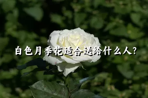 白色月季花适合送给什么人？